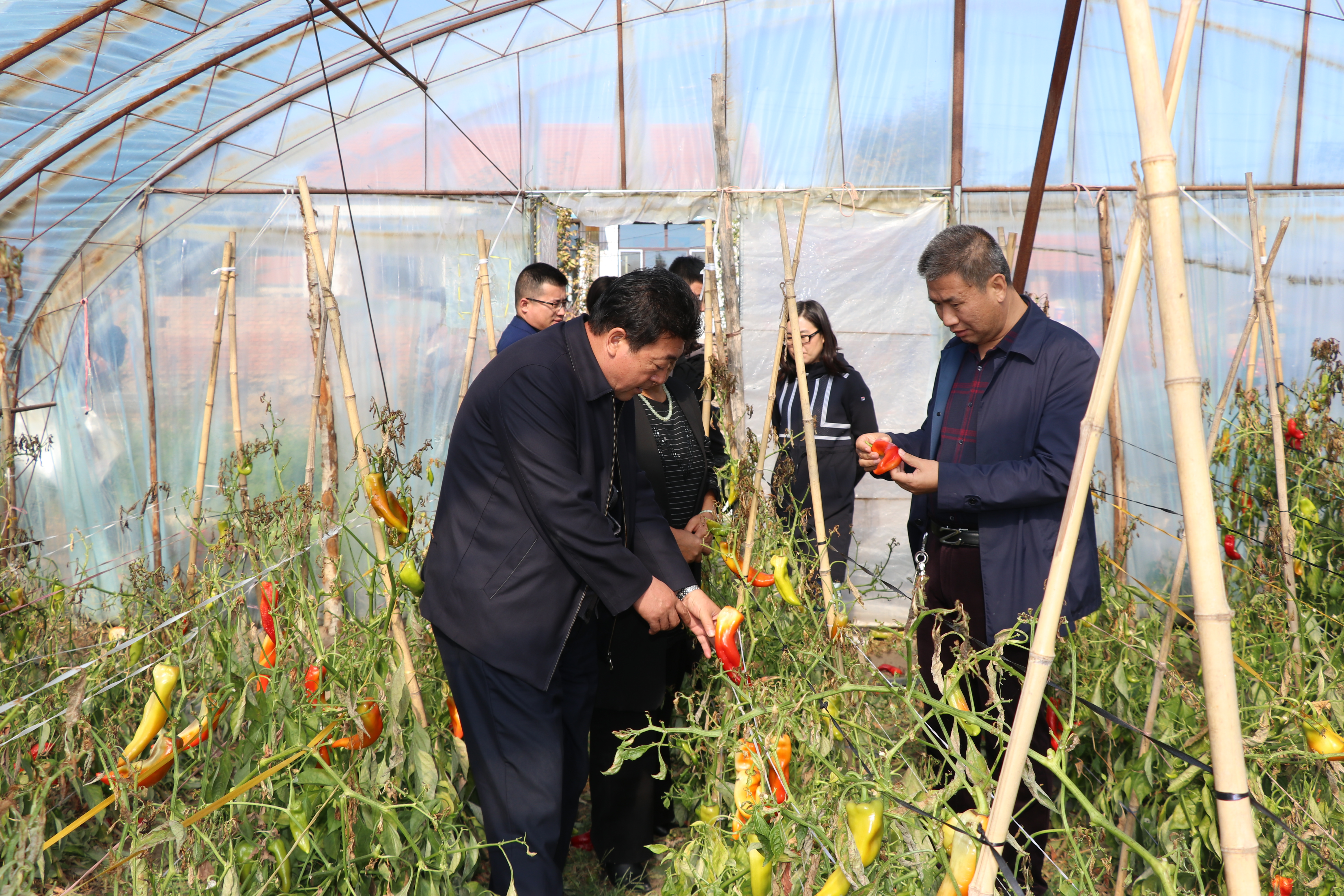 1755824049128970.jpg 刘玉文董事长到太平村辣椒种植户家中走访3.jpg